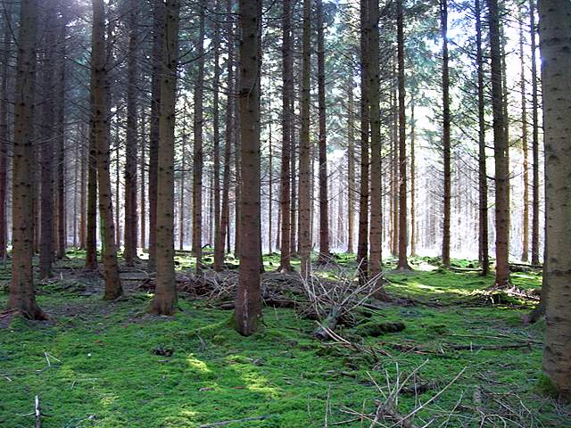 Macromiceti jurassiani � la lunga ricerca